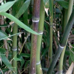 Bamboo Phyllostachys nuda localis